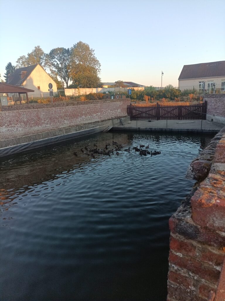 La réserve d’eau en cas pour les pompiers en cas d’incendie squattés par les canards.