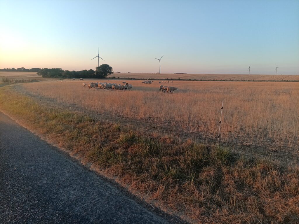 Au petit matin, le troupeau de mouton.