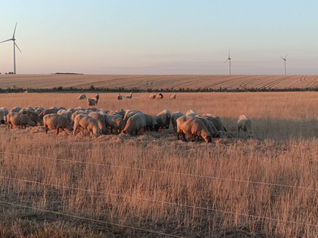 Les moutons se sont jeté sur le fourrage qui a été apporté par le fermier.